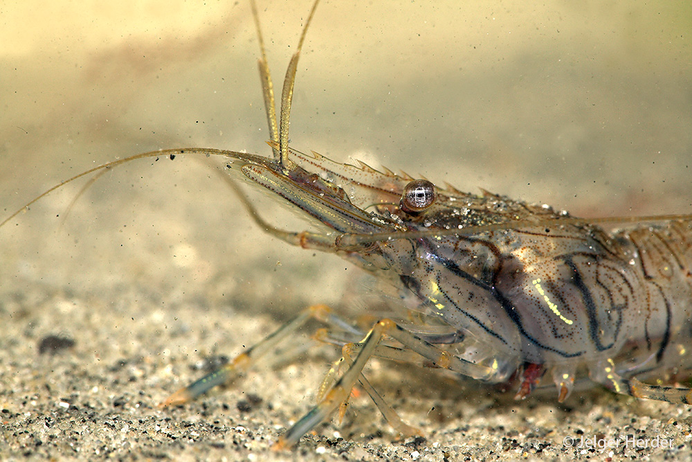 Palaemon elegans (door Jelger Herder)