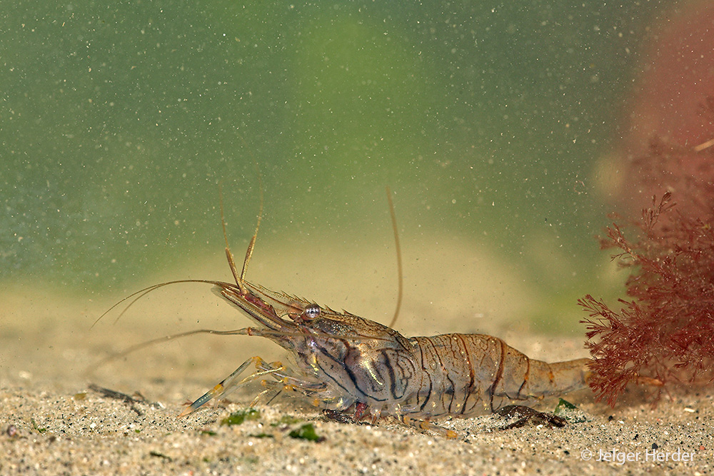 Palaemon elegans (door Jelger Herder)