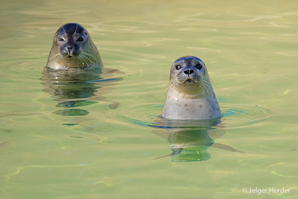 Phoca vitulina (door Jelger Herder)