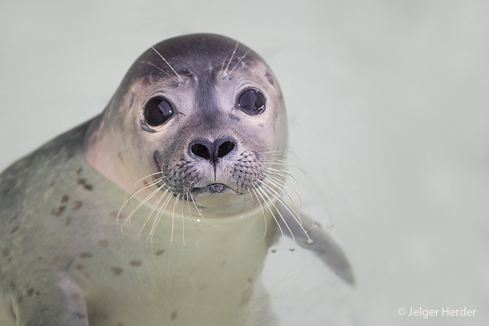 Phoca vitulina (door Jelger Herder)