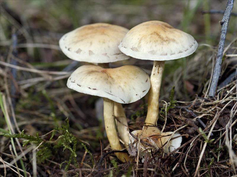 Hypholoma fasciculare (door Ab H. Baas)