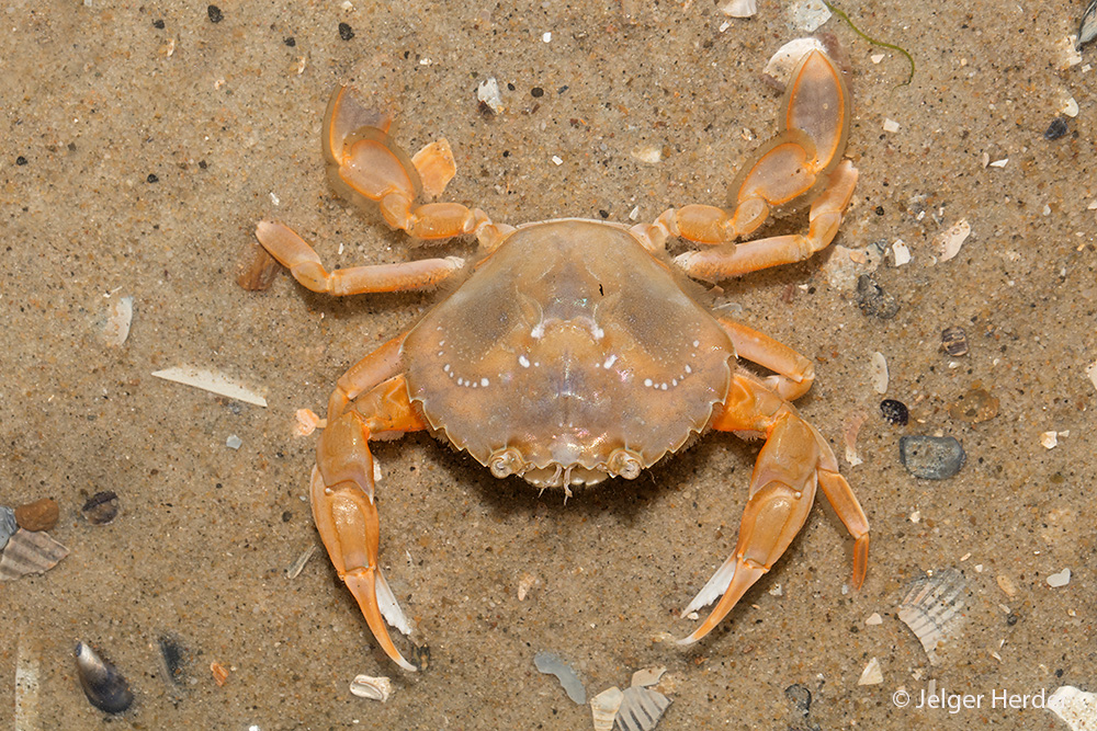 Liocarcinus holsatus (door Jelger Herder)