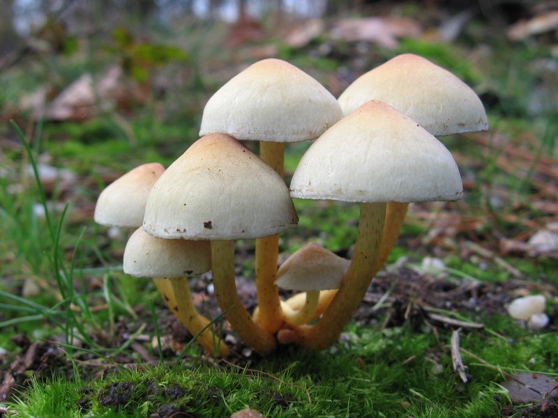 Hypholoma fasciculare var. fasciculare (door Gio van Bernebeek)