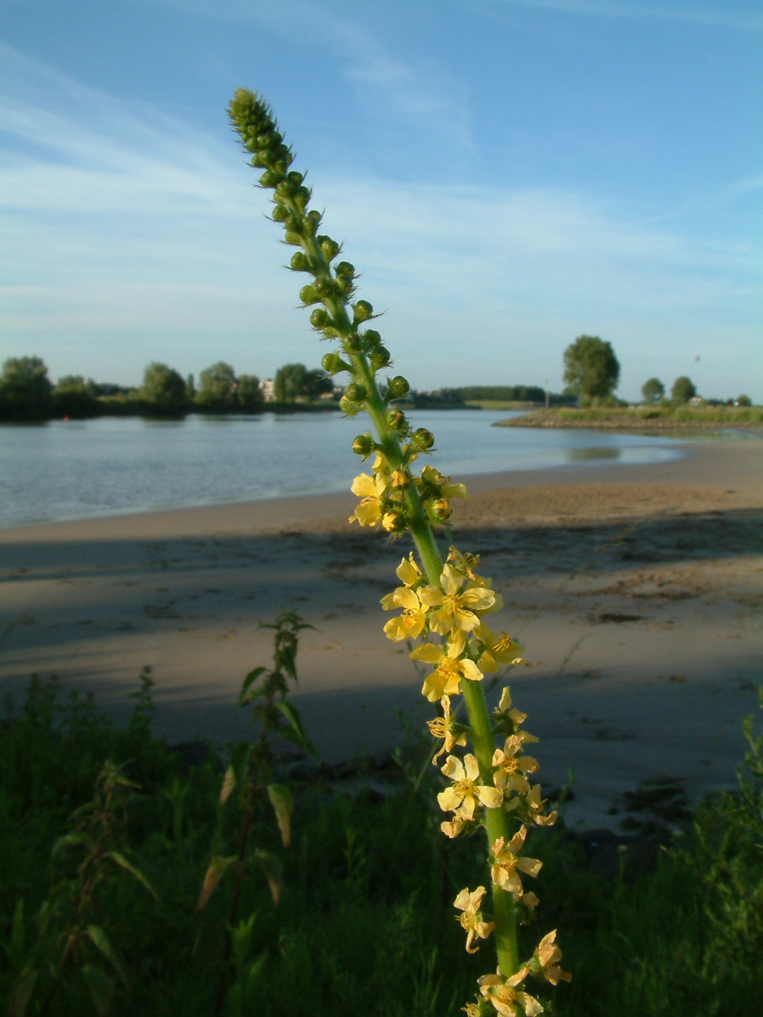 Agrimonia eupatoria (door Dick Kerkhof)