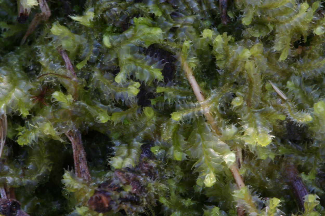 Lophocolea bidentata (door Niko Buiten)