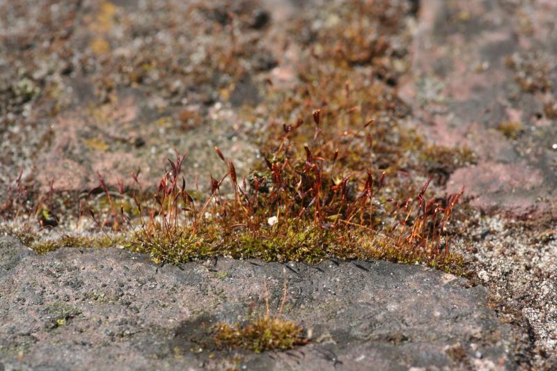 Tortula muralis (door Niko Buiten)