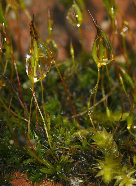 Tortula muralis (door Richard Gerritsen)