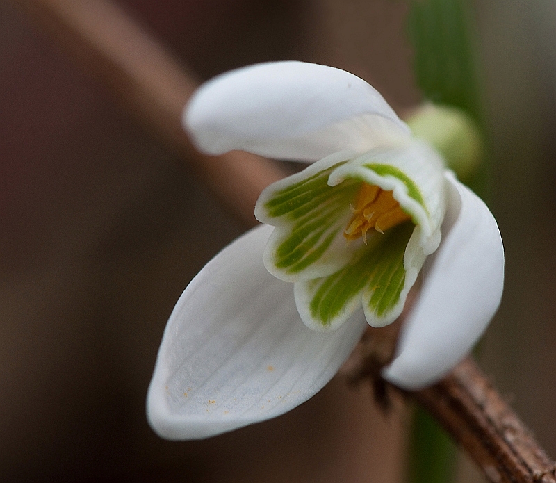 Galanthus nivalis (door Wijnand van Buuren)