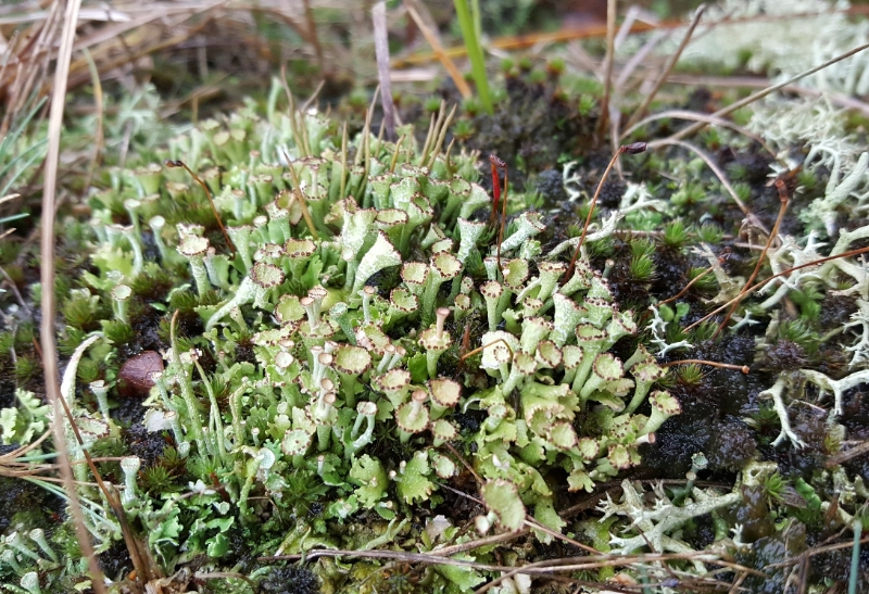 Cladonia cervicornis (door Maarten Langbroek)