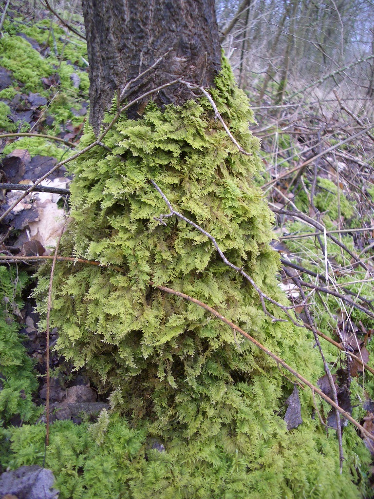 Thuidium tamariscinum (door Menno van den Bos)