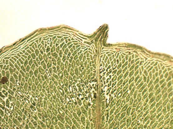 Rhizomnium punctatum (door Rick Verrijt)