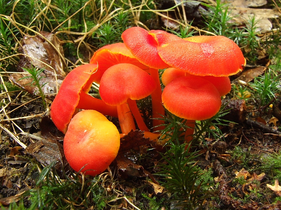 Hygrocybe miniata (door Laurens van Run)