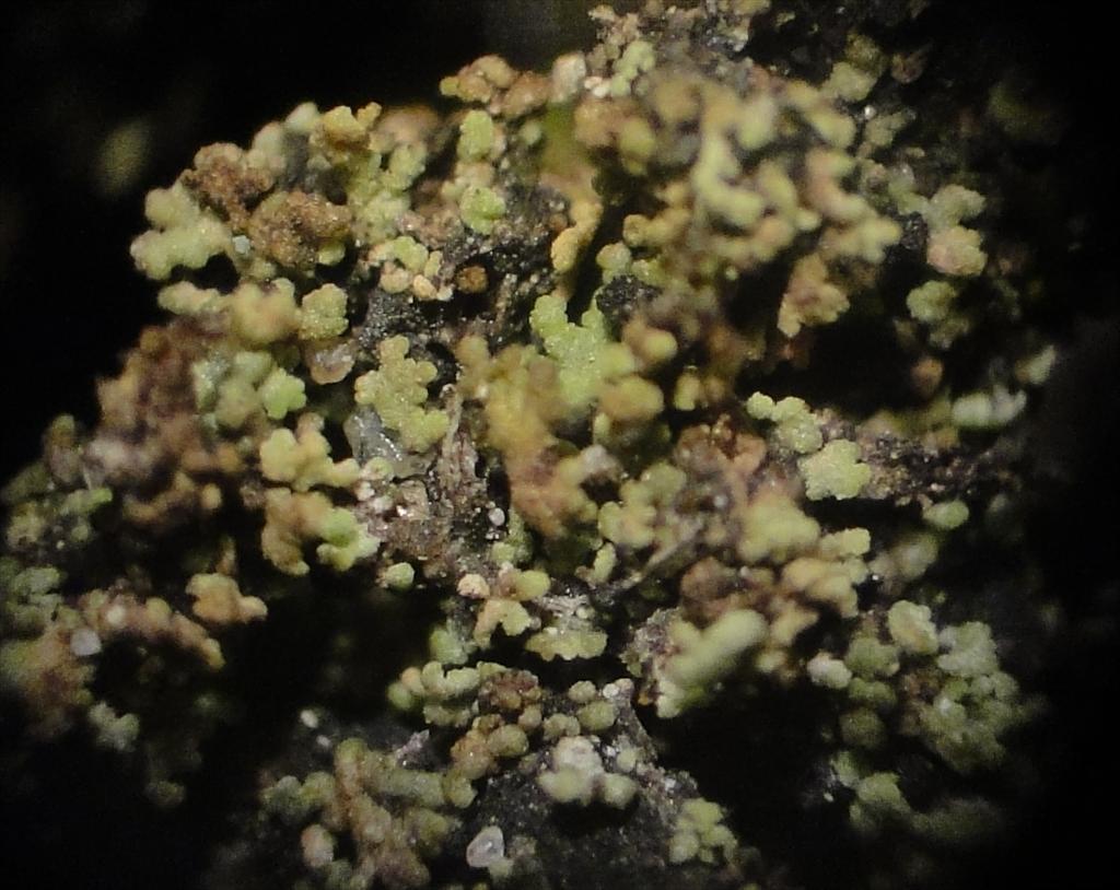 Agonimia tristicula (door Henk-Jan van der Kolk)