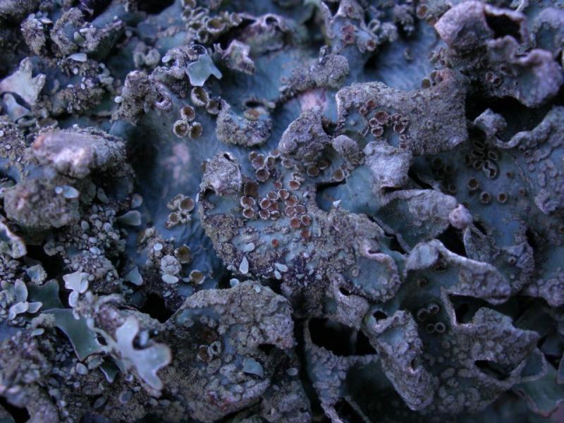 Parmelia sulcata (door Maarten Langbroek)