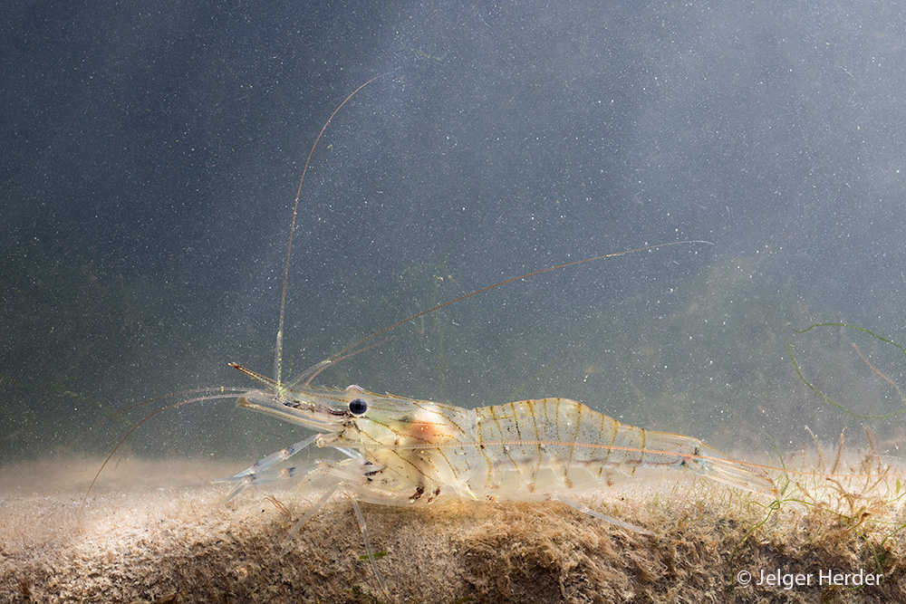 Palaemon serratus (door Jelger Herder)