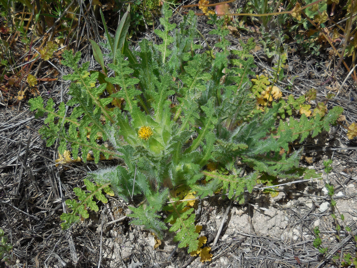 Centaurea benedicta (door Ed Stikvoort | Saxifraga)