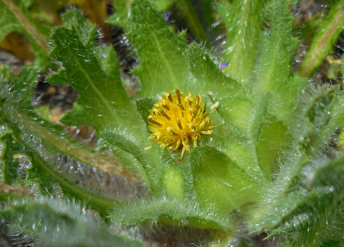 Centaurea benedicta (door Ed Stikvoort | Saxifraga)