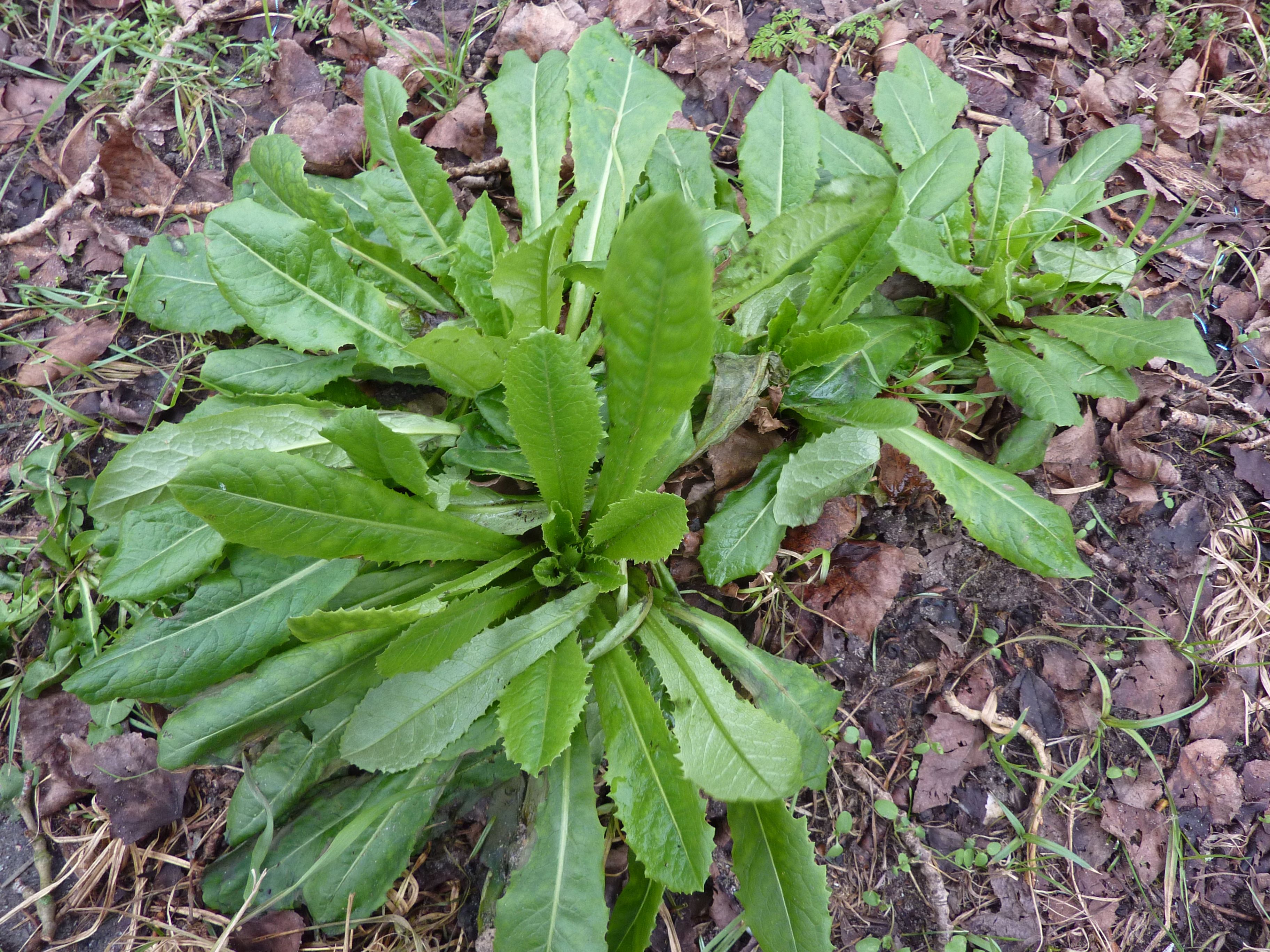 Lactuca virosa (door Koen van Zoest)