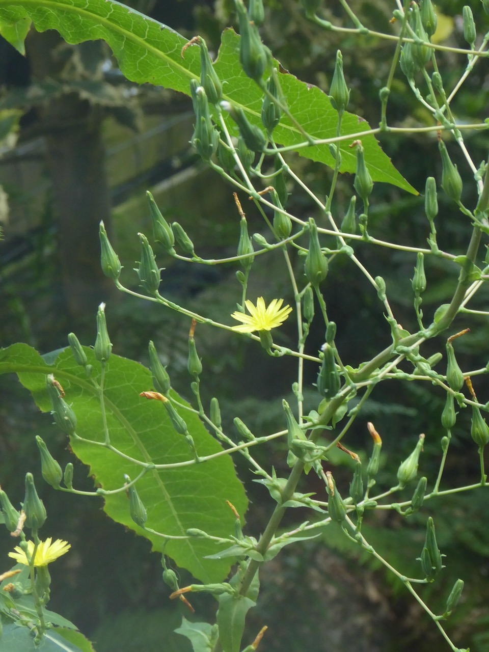 Lactuca virosa (door Koen van Zoest)