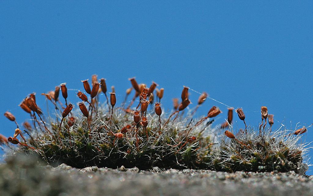 Grimmia pulvinata (door Jan Kersten)