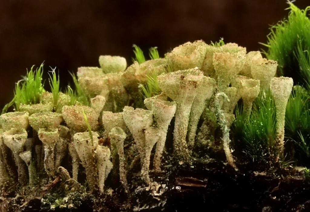 Cladonia grayi (door Yves Peeters)