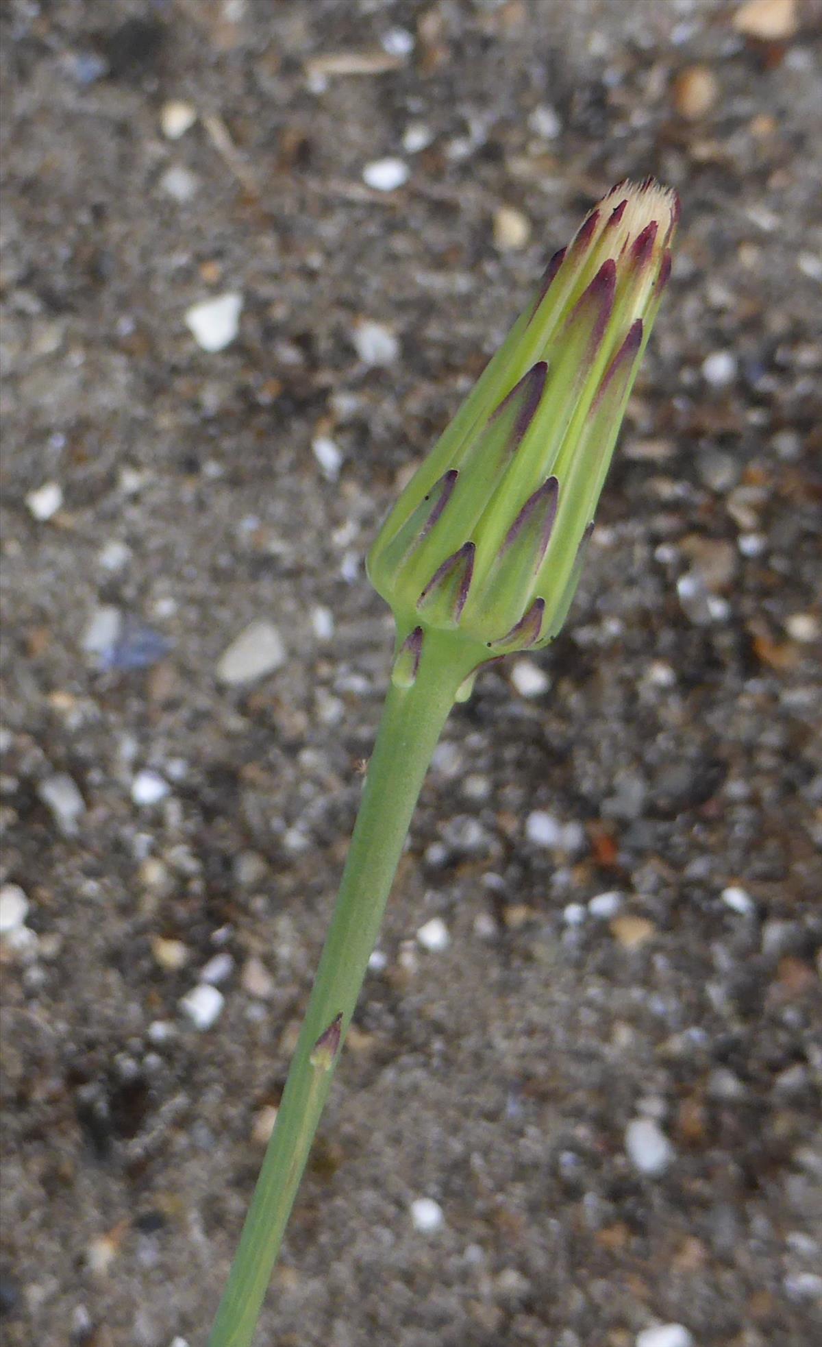 Hypochaeris glabra (door Grada Menting)