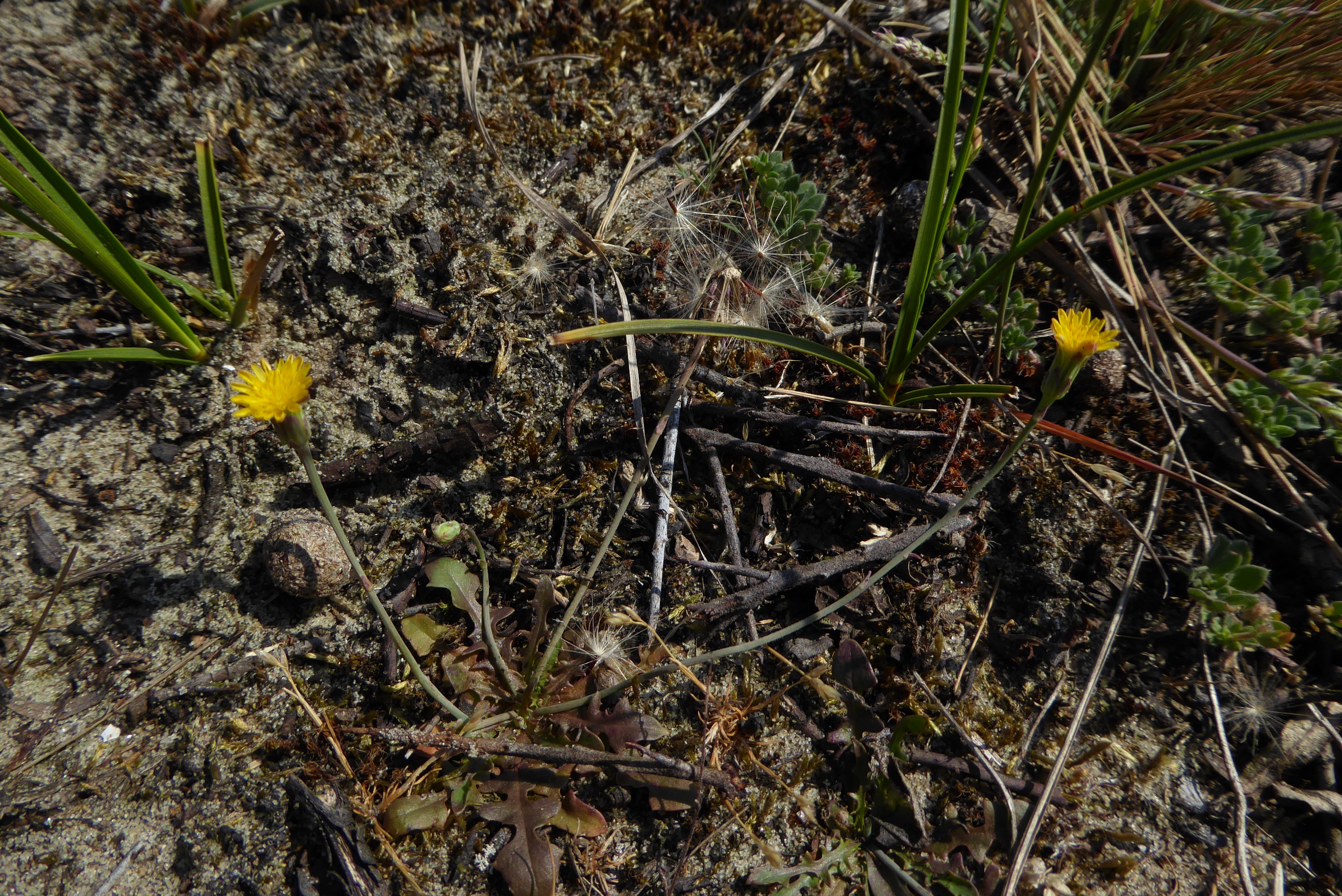 Hypochaeris glabra (door Koen van Zoest)