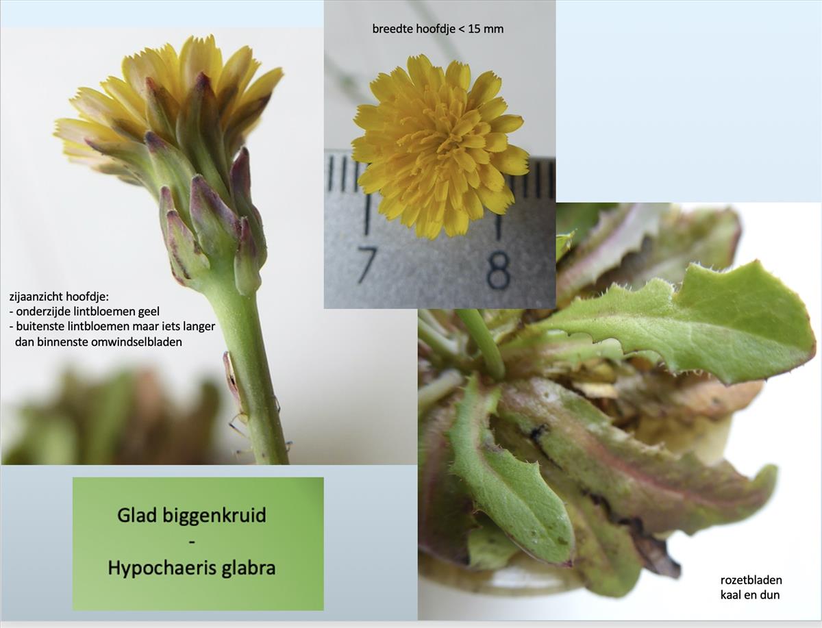 Hypochaeris glabra (door Koen van Zoest)