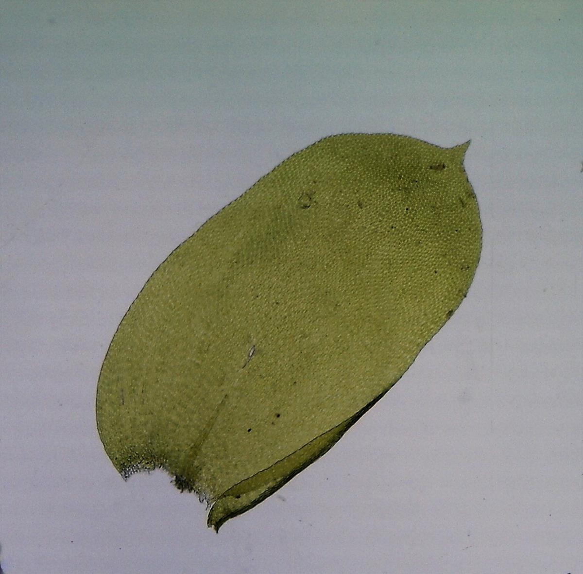 Neckera complanata (door Herma Visscher)