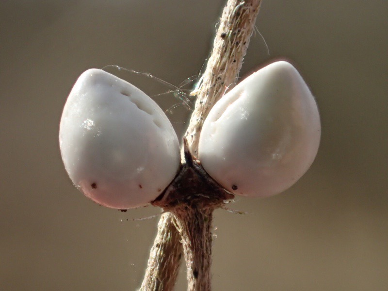 Lithospermum officinale (door Koen van Zoest)