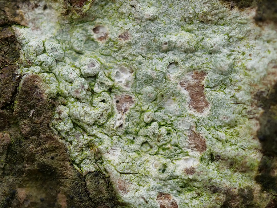 Pertusaria leioplaca (door Kees Klaij)