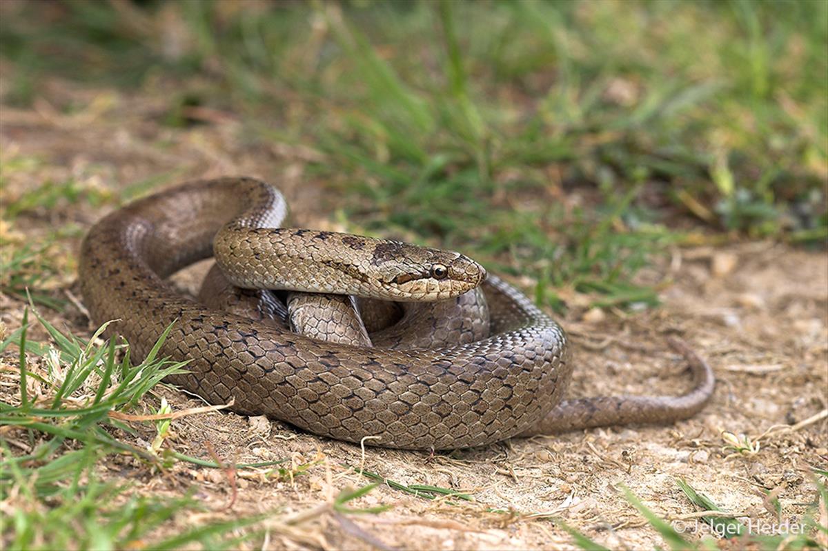 Coronella austriaca (door Jelger Herder)