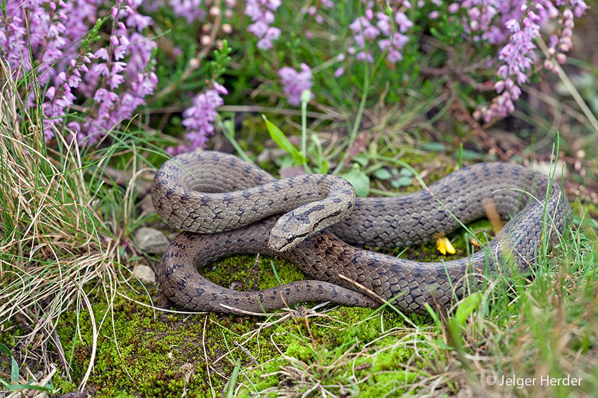 Coronella austriaca (door Jelger Herder)