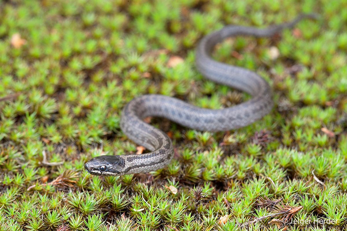 Coronella austriaca (door Jelger Herder)