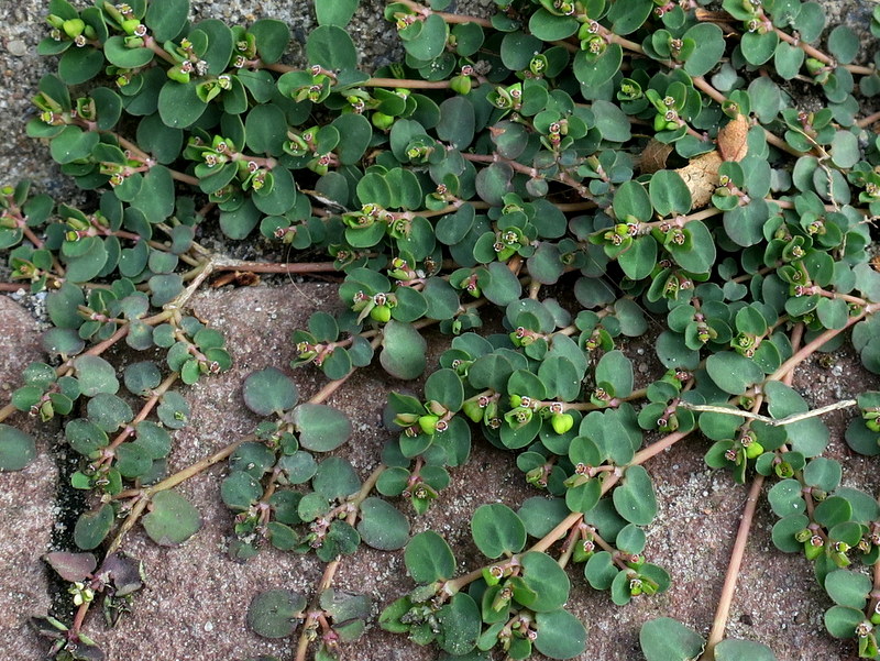 Euphorbia serpens (door Grada Menting)