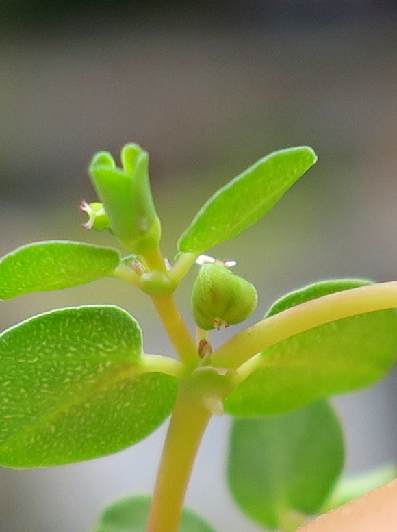 Euphorbia serpens (door Grada Menting)