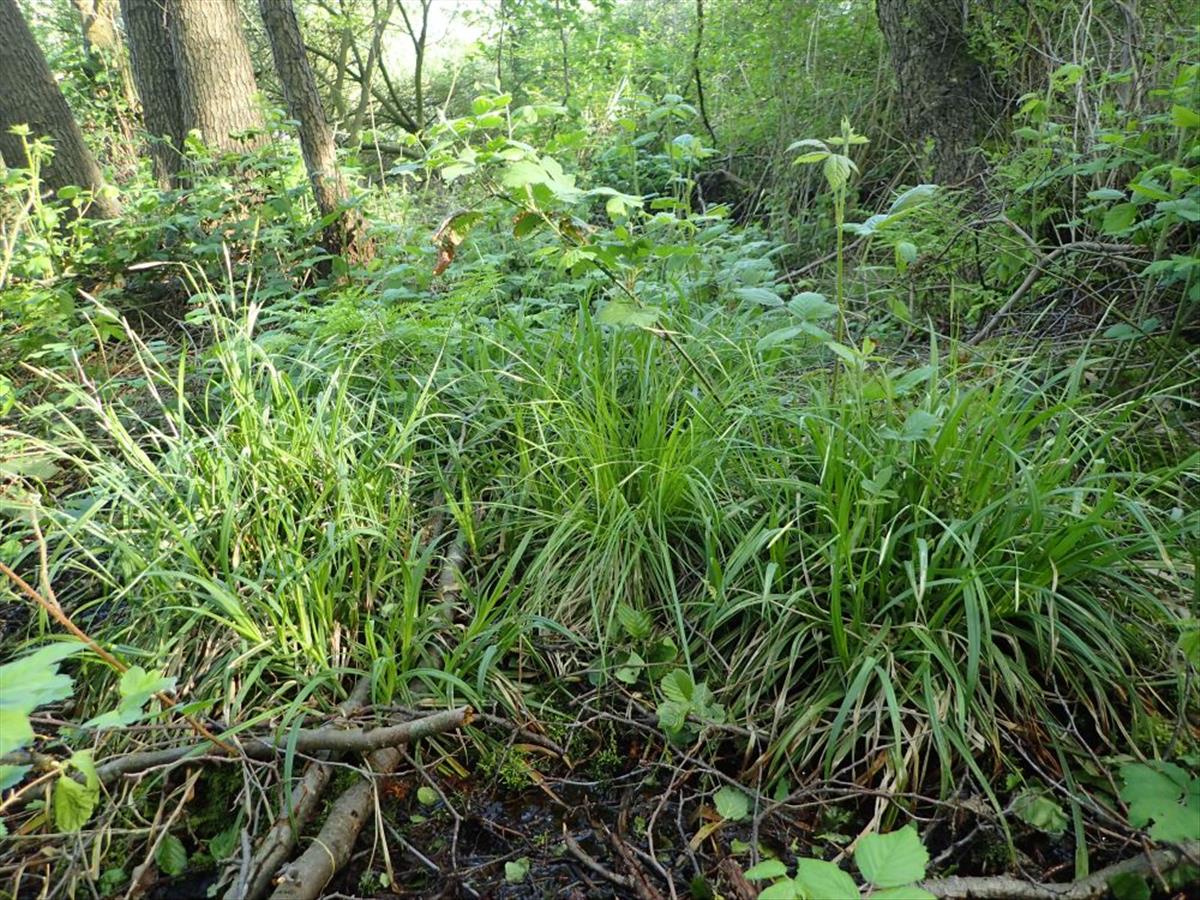 Carex laevigata (door Peter Eenshuistra)