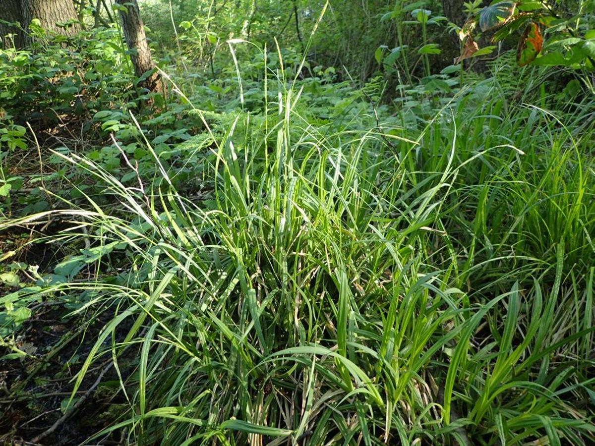 Carex laevigata (door Peter Eenshuistra)