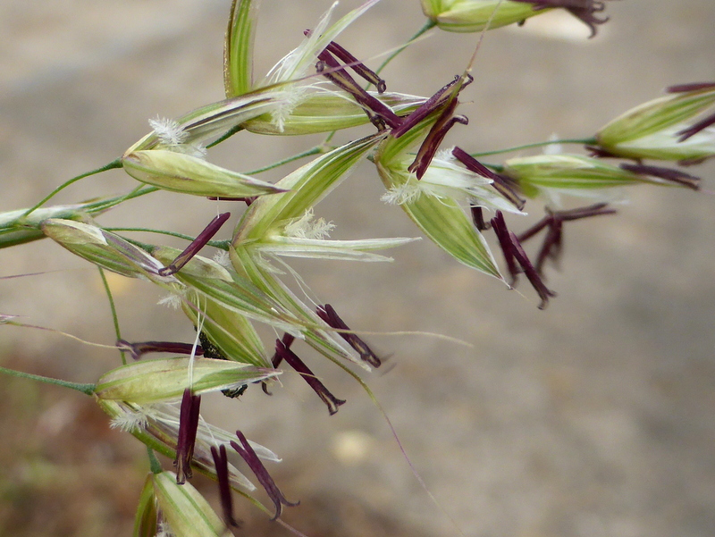 Arrhenatherum elatius (door Grada Menting)