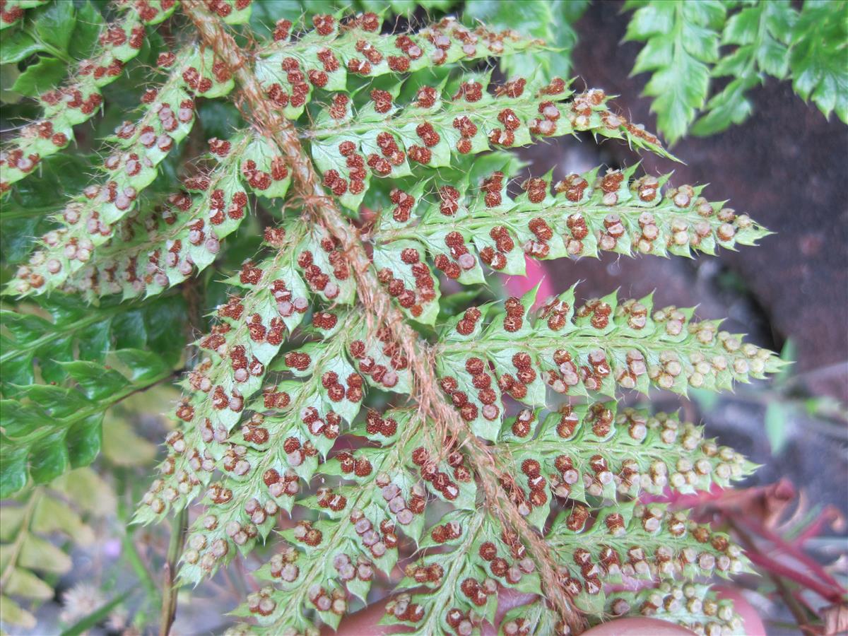 Polystichum polyblepharum (door Grada Menting)