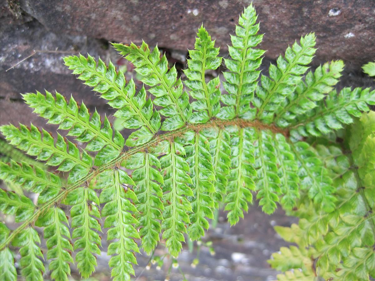 Polystichum polyblepharum (door Grada Menting)