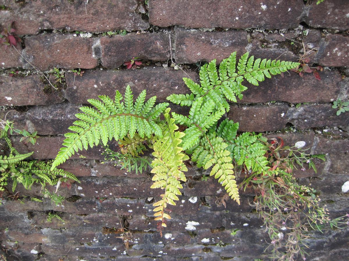 Polystichum polyblepharum (door Grada Menting)