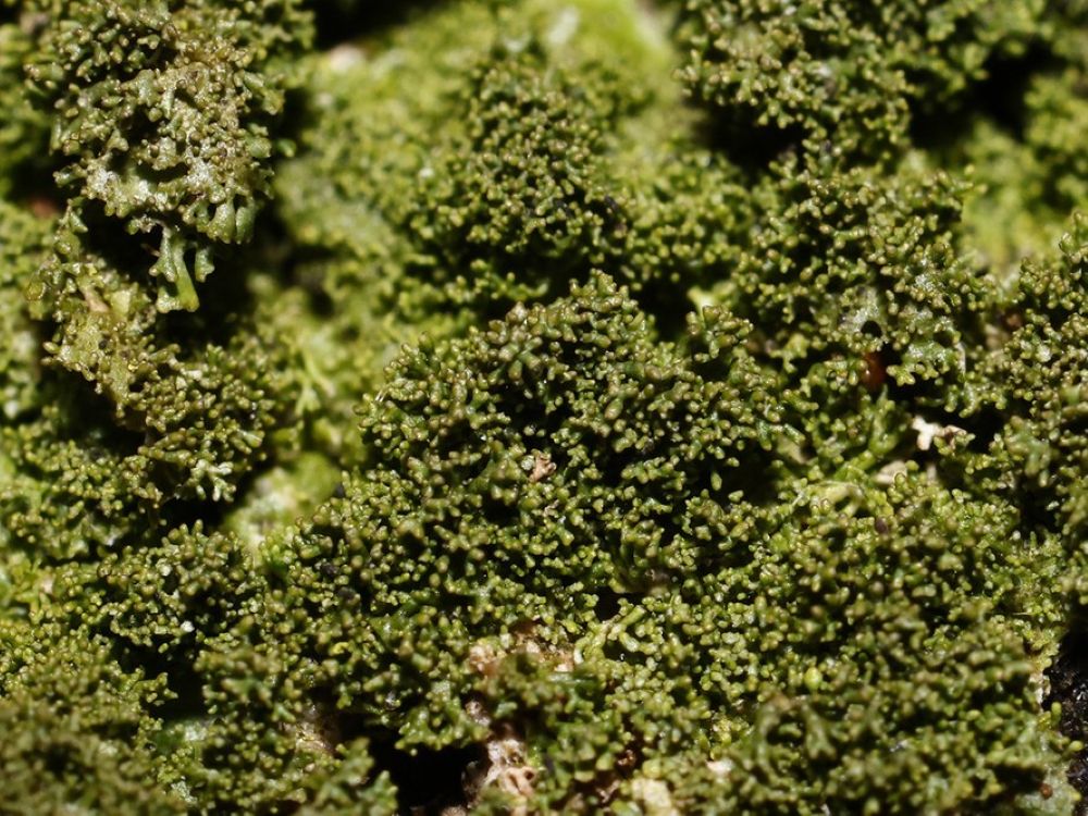 Melanelixia glabratula (door Jeroen Veeken)