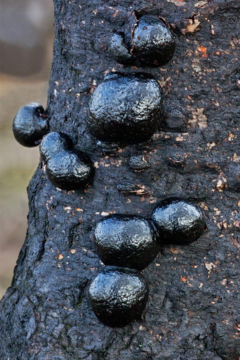 Daldinia vernicosa (door John Breugelmans)