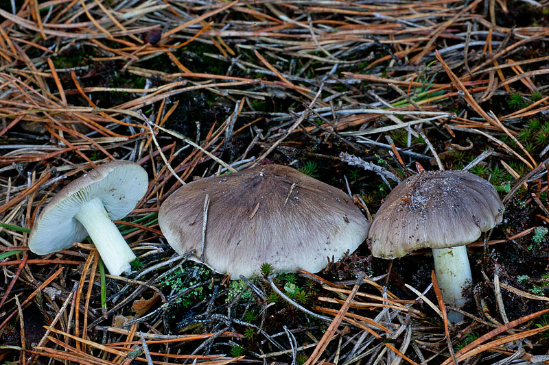 Tricholoma portentosum (door John Breugelmans)