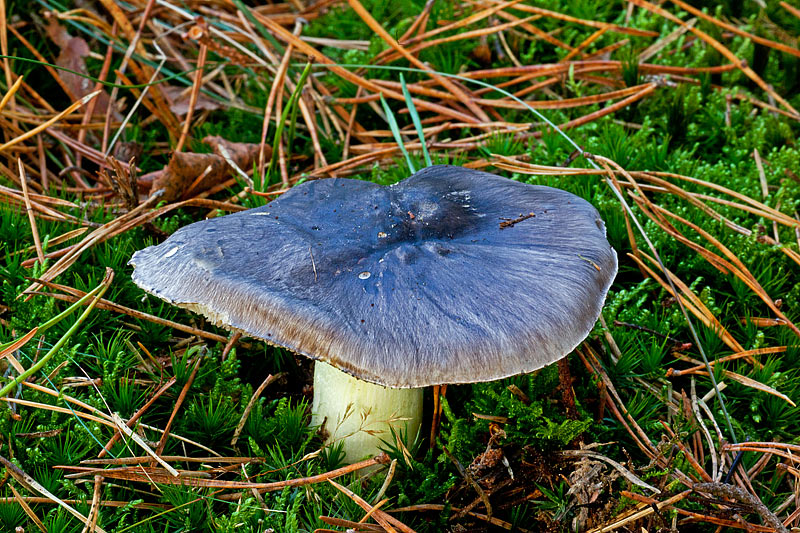 Tricholoma portentosum (door John Breugelmans)