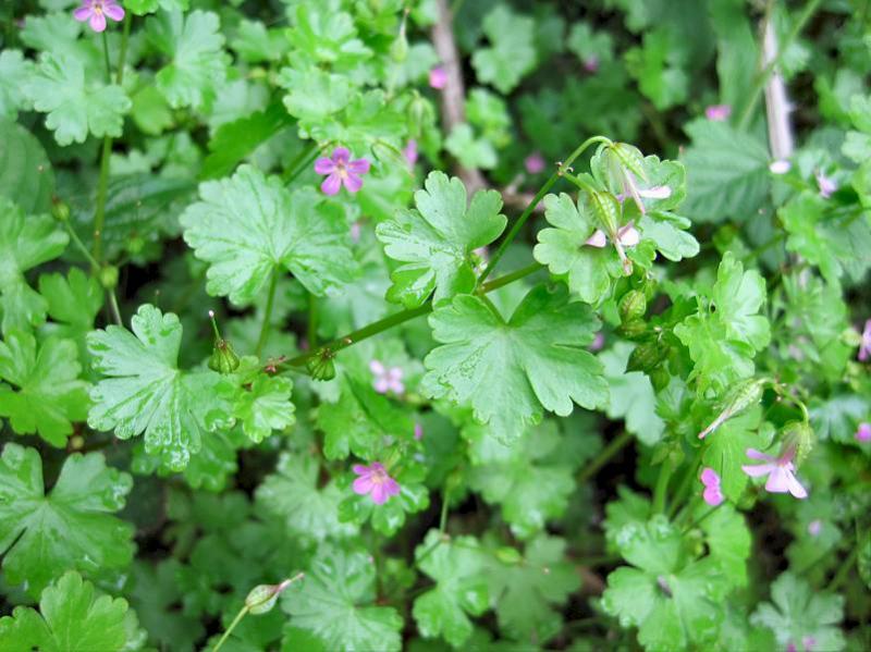 Geranium lucidum (door Grada Menting)