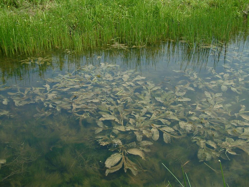 Potamogeton lucens (door Dick Kerkhof)