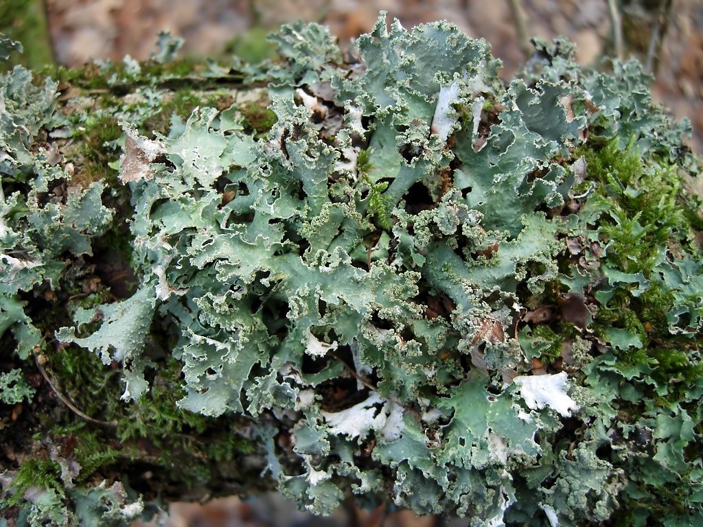 Platismatia glauca (door Arjan de Groot)