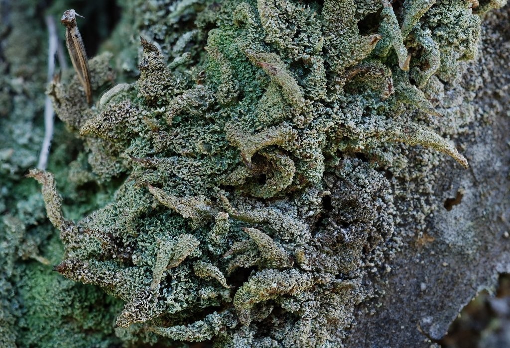 Cladonia glauca (door Arjan de Groot)